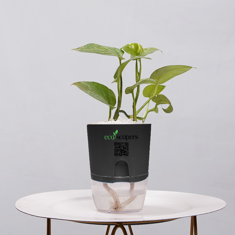 Money Plant Golden