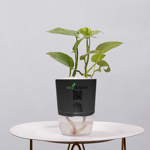 Money Plant Golden