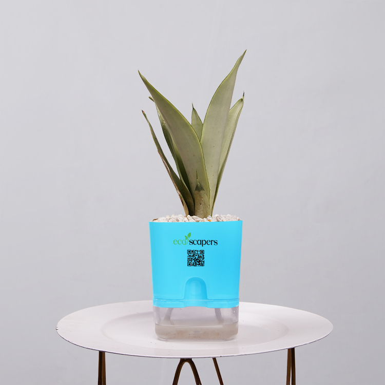 Sansevieria Moonlight | Verdure | white — EcoScapers