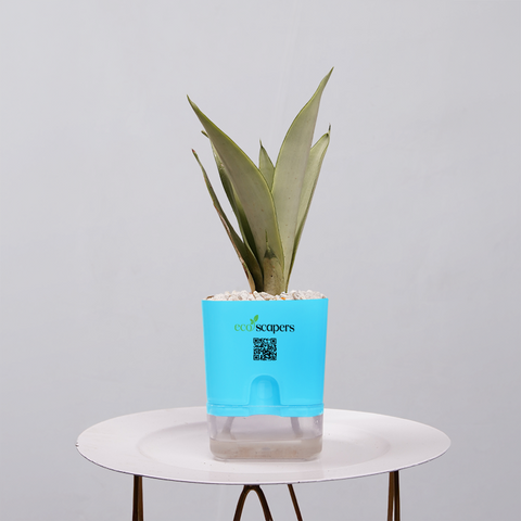 Sansevieria Moonlight | Verdure | white — EcoScapers