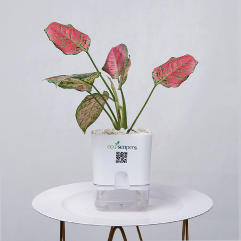 Aglaonema pink lipstick