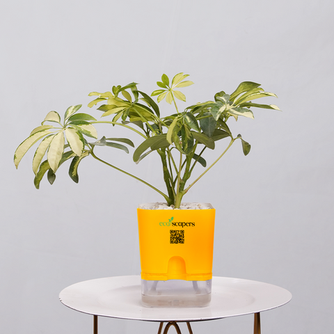 Shefflera (Umbrella Plant)