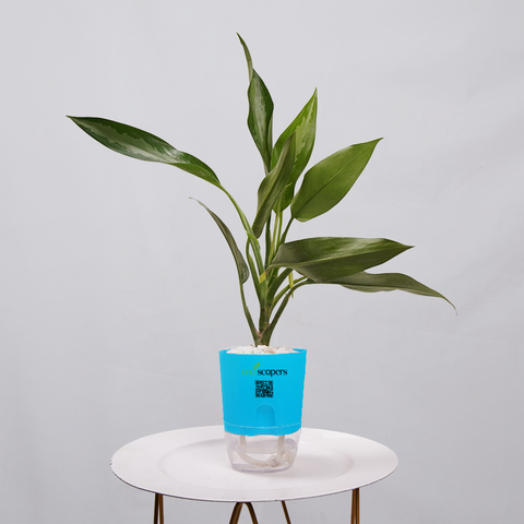 Aglaonema Chinese Evergreen