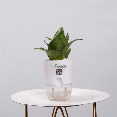 Snake Plant Bird's Nest (Sansevieria Hahnii)