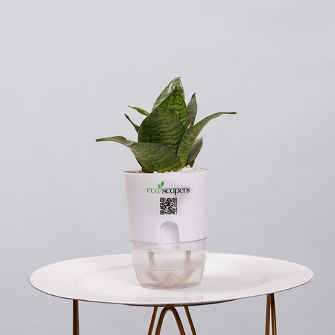 Snake Plant Bird’s Nest (Sansevieria Hahnii)