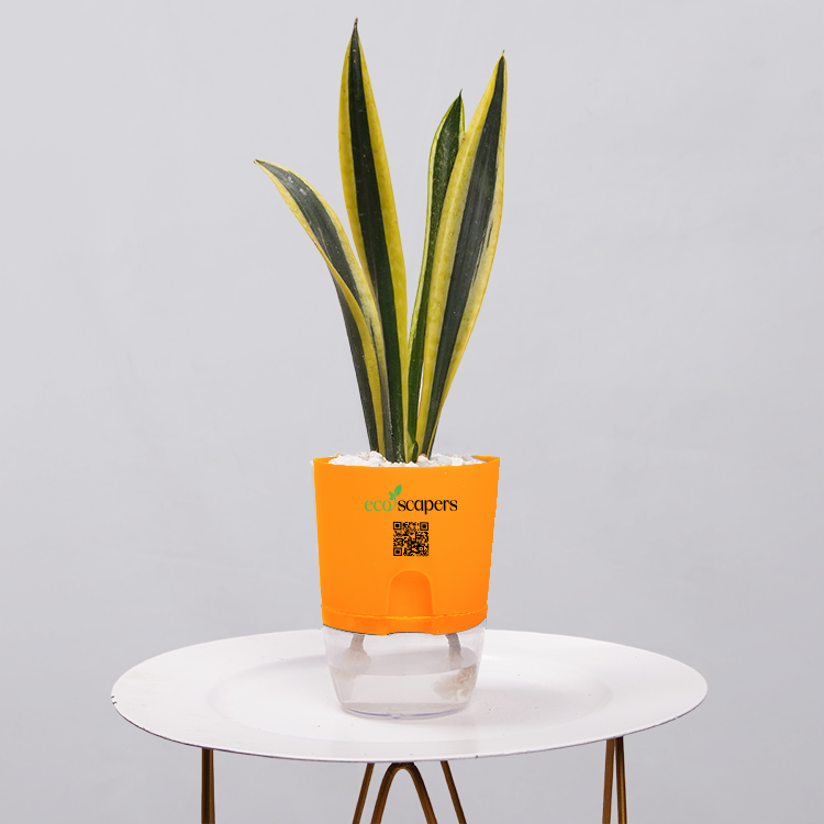 Snake Plant Dwarf Thai