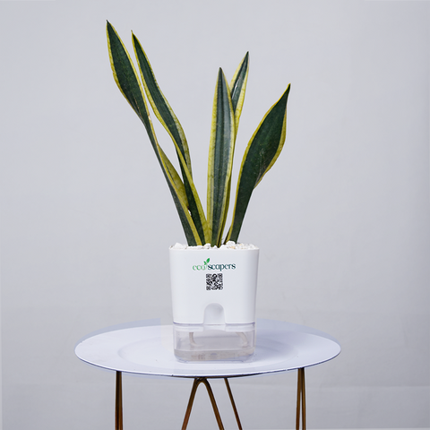 Snake Plant Dwarf Thai