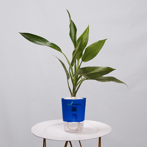 Aglaonema Chinese Evergreen