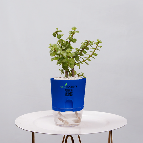 Jade Plant (Crassula ovata)