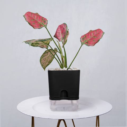 Aglaonema pink lipstick