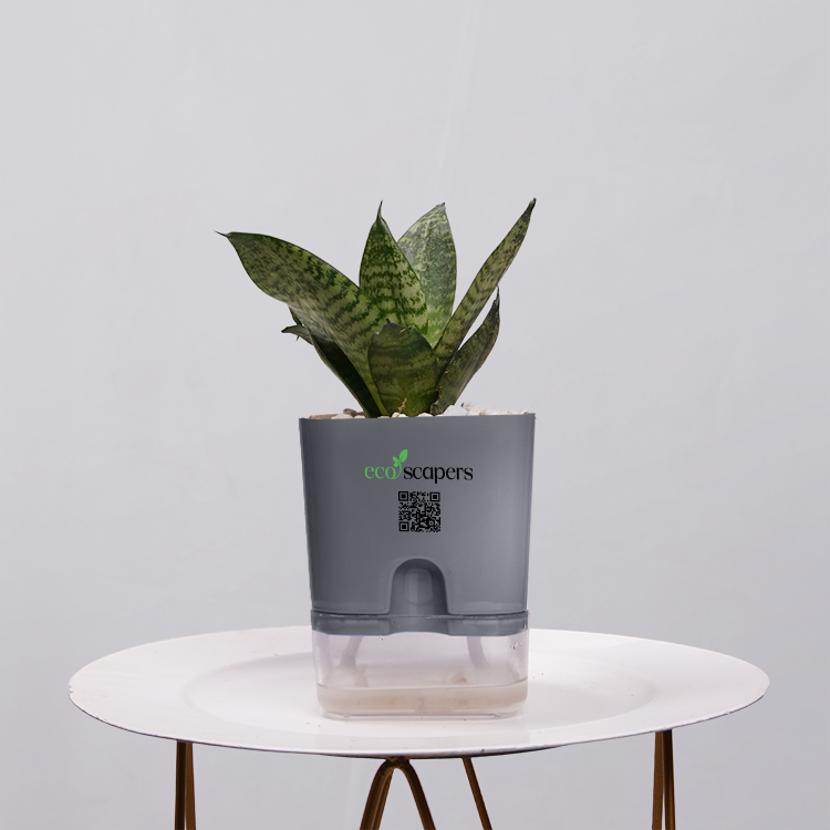 Snake Plant Bird’s Nest (Sansevieria Hahnii)