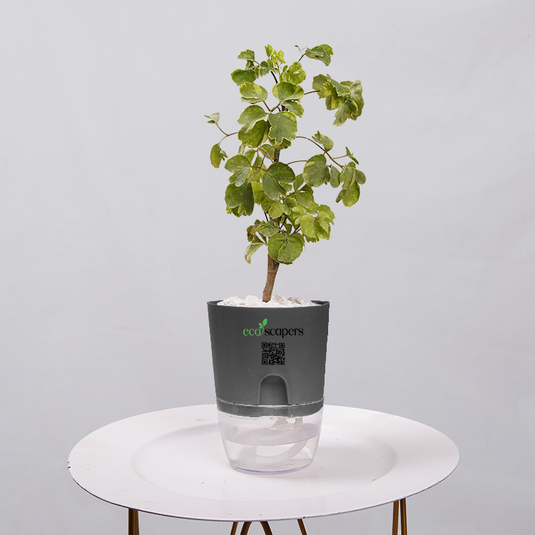 Ficus Bonsai