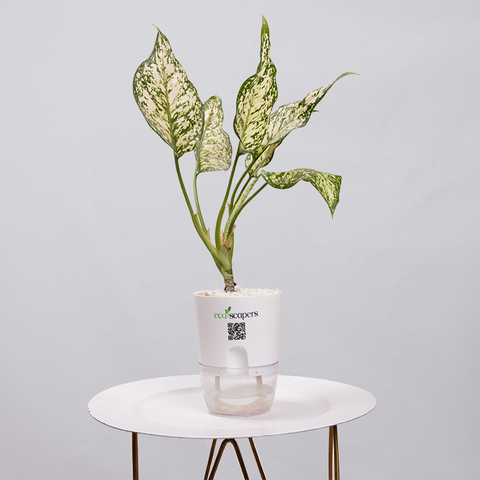 Aglaonema Snow white