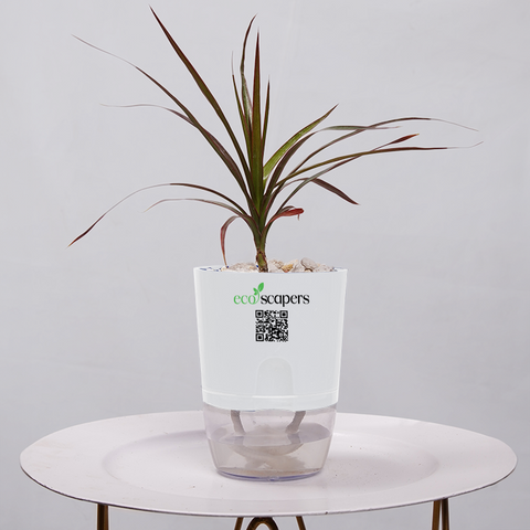 Dracaena Marginata (Dragon Tree)