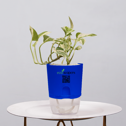 Money Plant Green (Pothos, Epipremnum aureum)