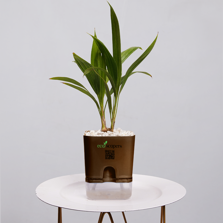 China Palm