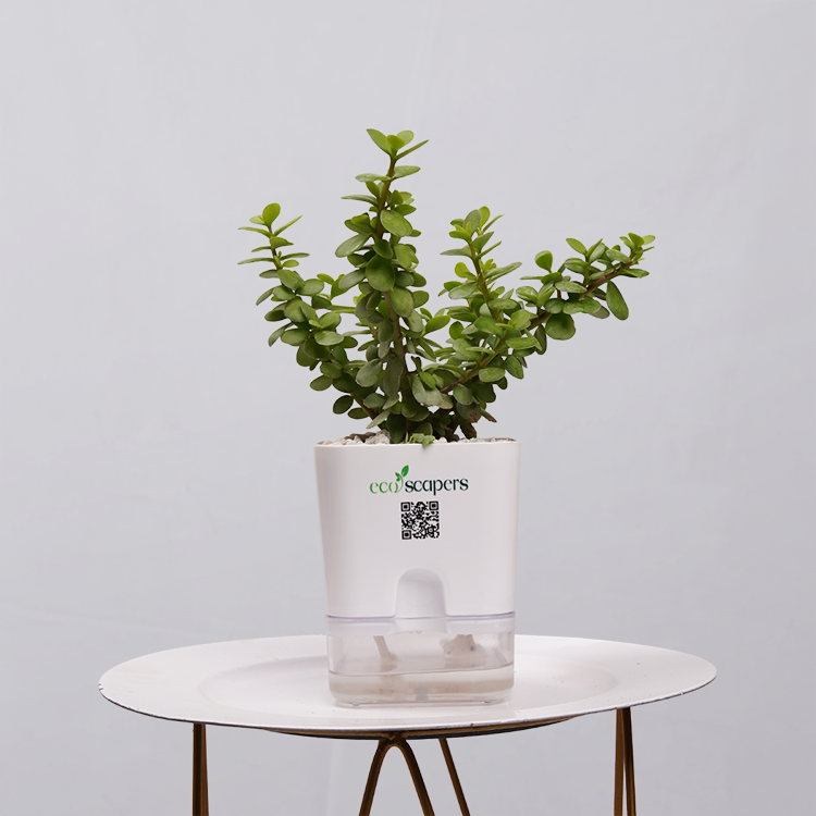 Jade Plant (Crassula ovata)