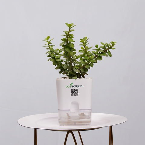 Jade Plant (Crassula ovata)