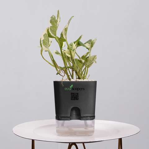 Money Plant Marble Queen