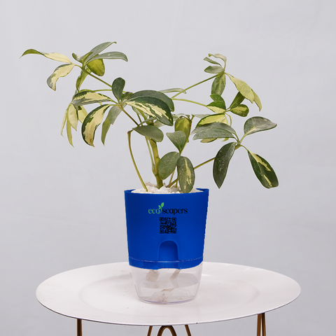 Shefflera (Umbrella Plant)