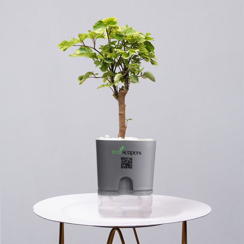 Ficus Bonsai