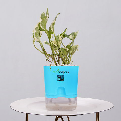 Money Plant Marble Queen