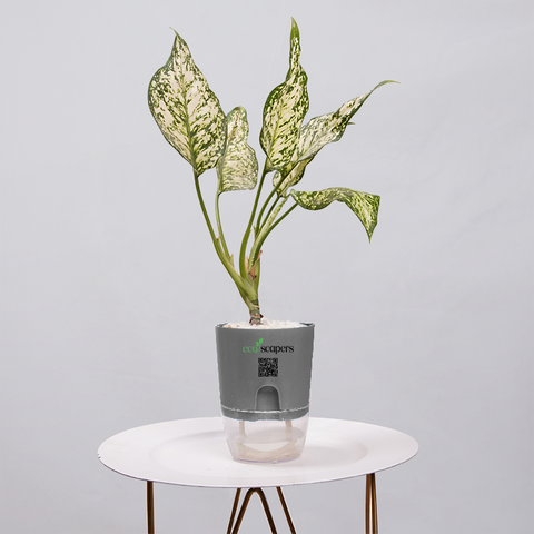 Aglaonema Snow white