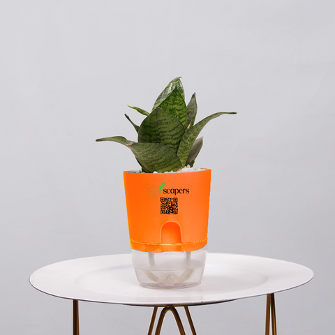 Snake Plant Bird’s Nest (Sansevieria Hahnii)