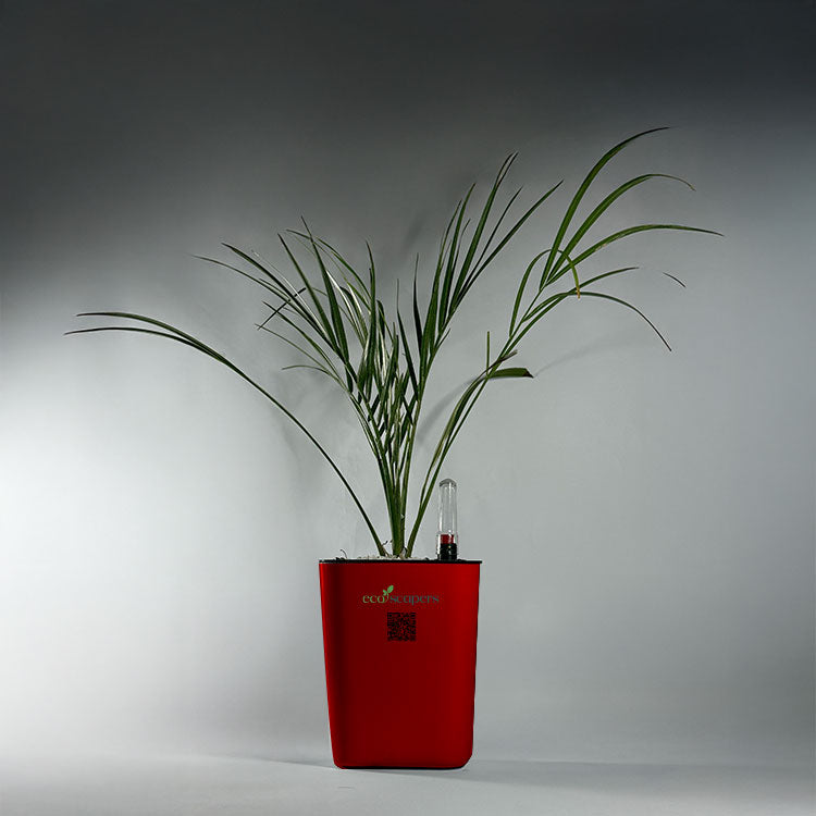Phoenix Palm