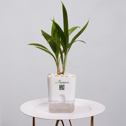 China Palm 750