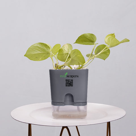 Money Plant Neon