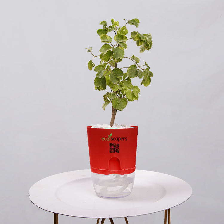 Ficus Bonsai