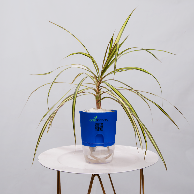 Dracaena marginata Madagascar multicolour