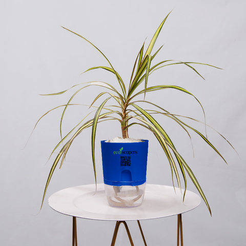 Dracaena marginata Madagascar multicolour