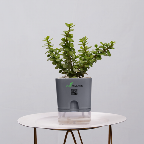 Jade Plant (Crassula ovata)