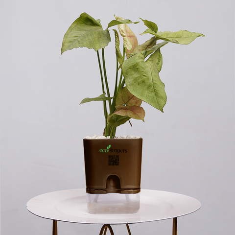 Syngonium Pink (Arrowhead Vine)