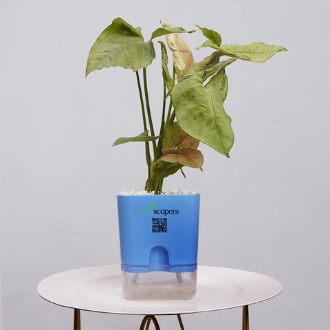 Syngonium Pink (Arrowhead Vine)