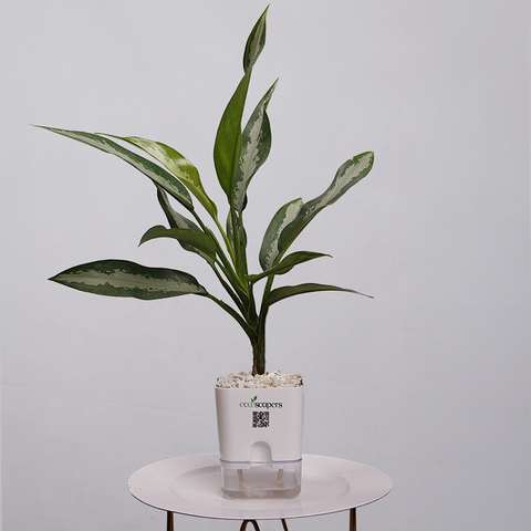 Aglaonema Tigress