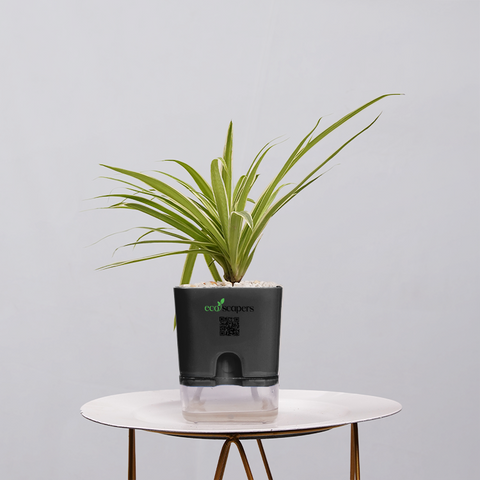 Spider Plant (Chlorophytum comosum)