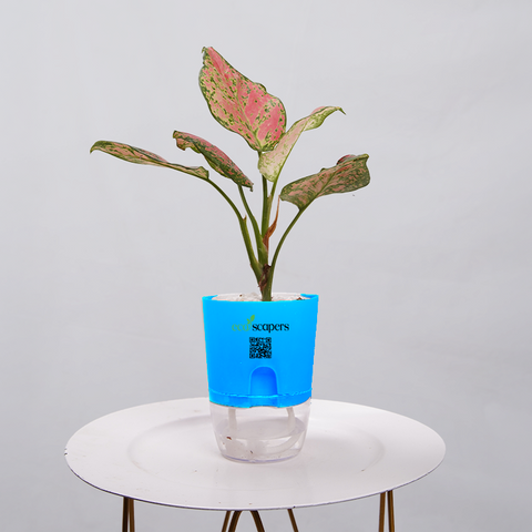 Aglaonema pink lipstick