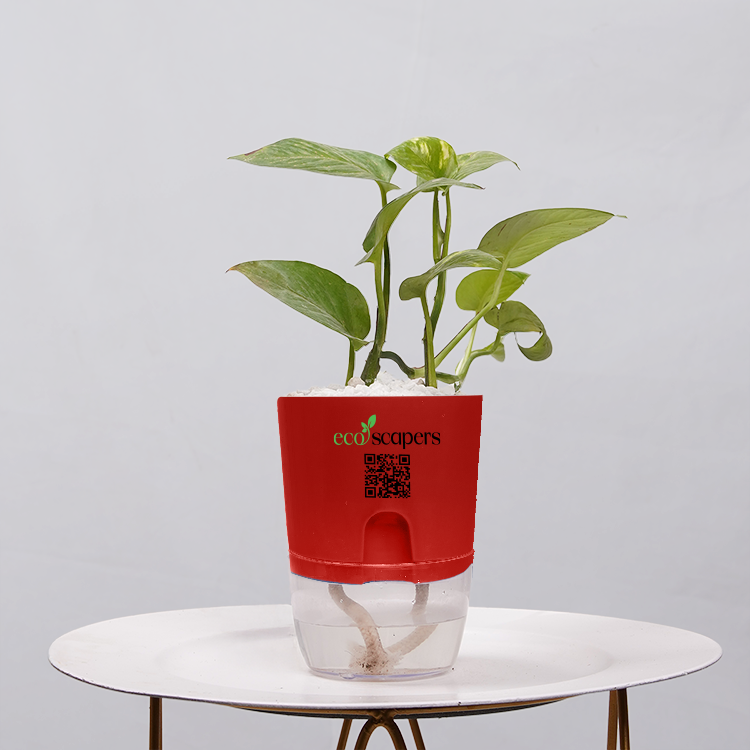 Money Plant Golden