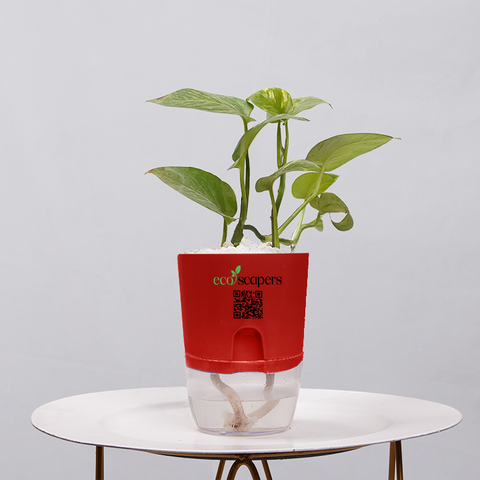 Money Plant Golden