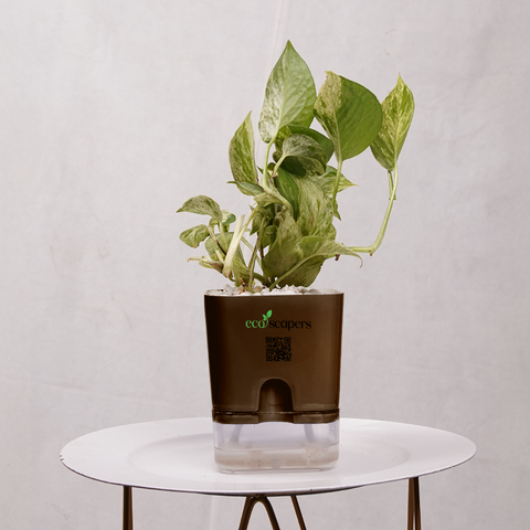 Money Plant Green (Pothos, Epipremnum aureum)
