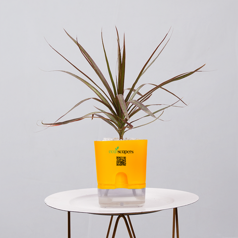 Dracaena Marginata (Dragon Tree)