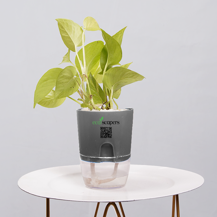 Money Plant Neon