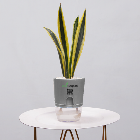 Snake Plant Dwarf Thai