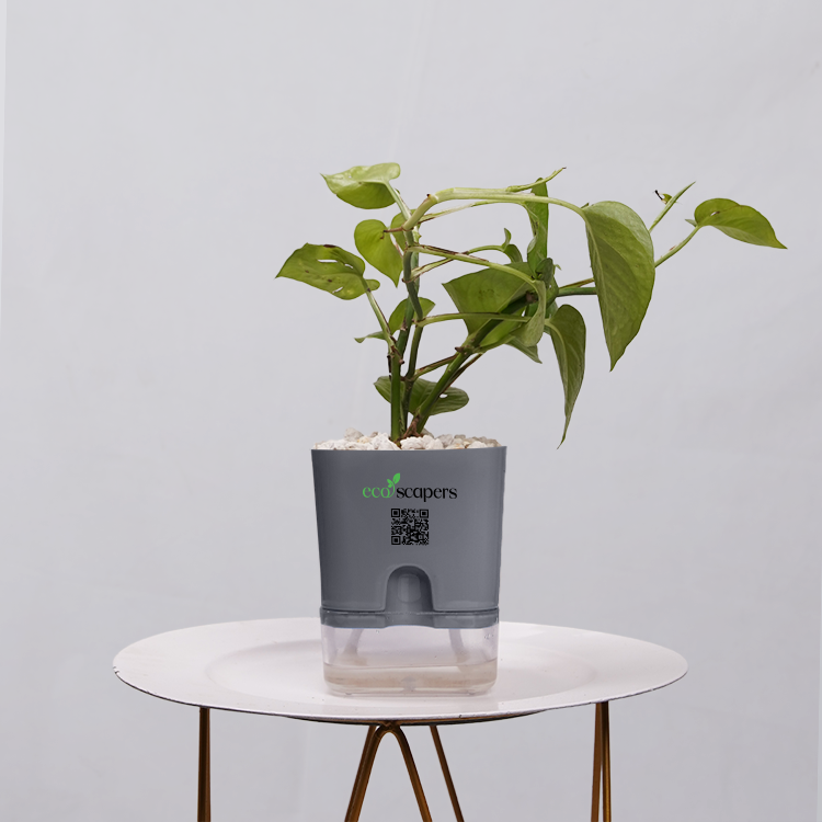 Money Plant Golden