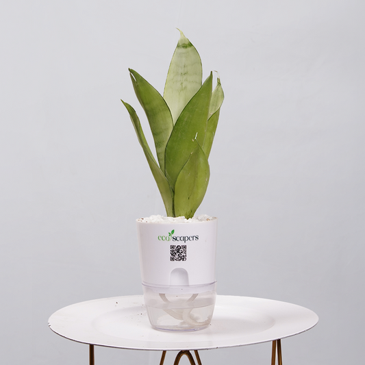 Sansevieria Moonlight 750