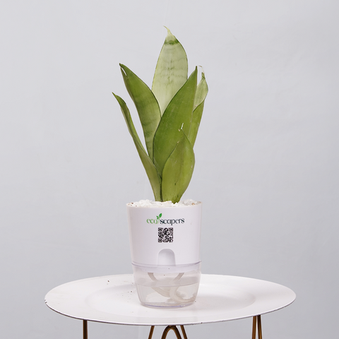 Sansevieria Moonlight