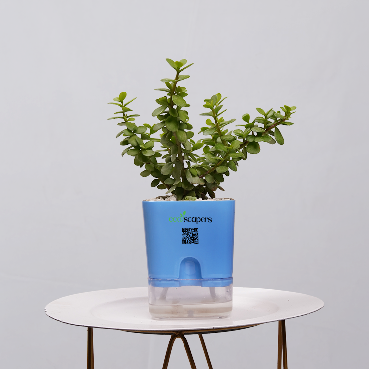 Jade Plant (Crassula ovata)